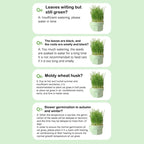 Cat Snack Mint Planting Pot