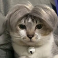 Auntie Style Funny Pet Wig
