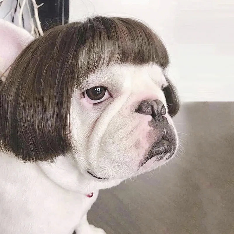 Auntie Style Funny Pet Wig