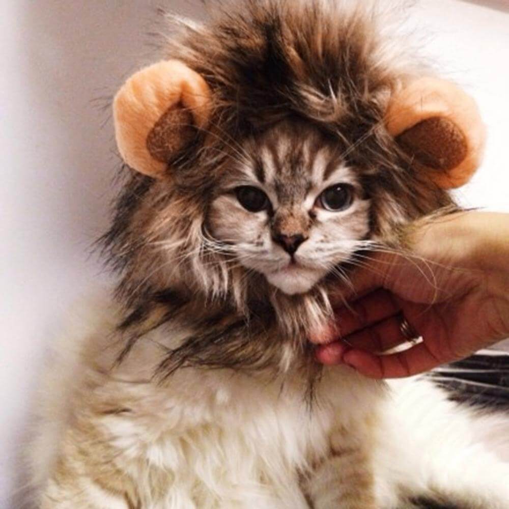 Lion Cat Wig