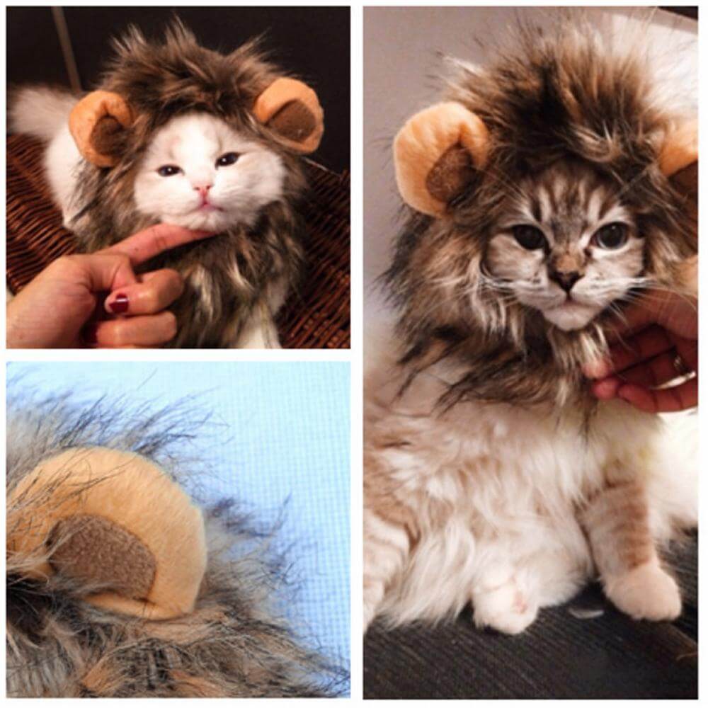 Lion Cat Wig